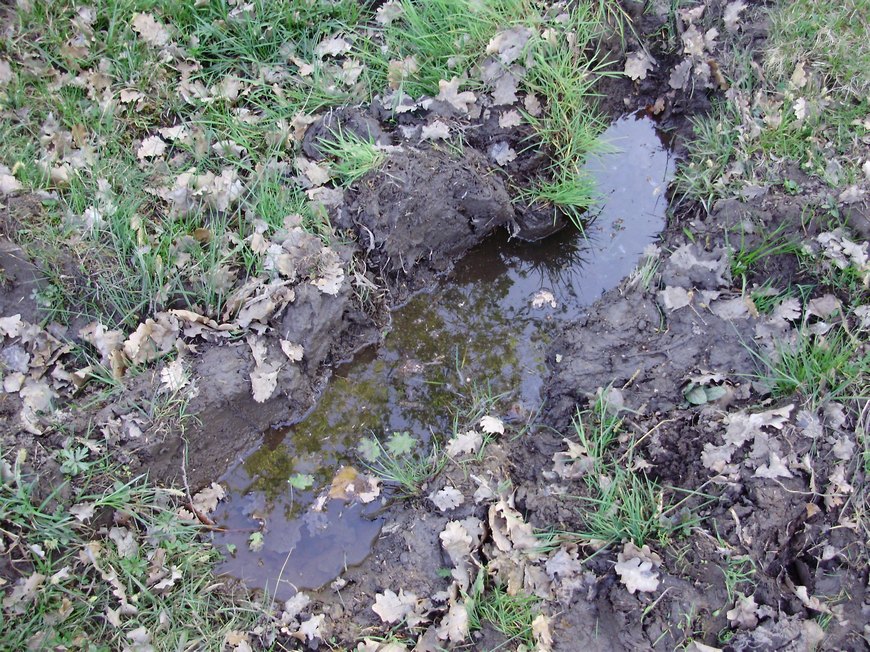 Tipologie di habitat dell''ululone nella collina atesina